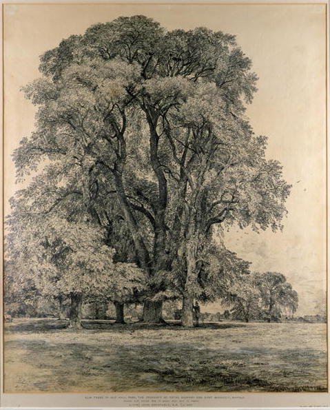 Elm trees in Old Hall Park, East Bergholt, 1817