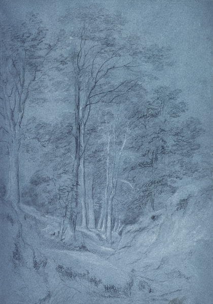 Study of ash and other trees