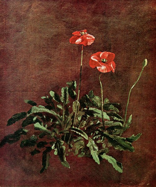 Studies of poppies