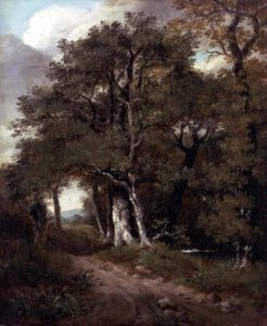 A Wooded Path